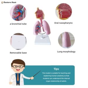 Respiratory System Human Lung Anatomy Model