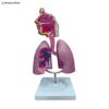 Respiratory System Lung Anatomy Model