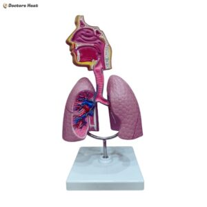 Respiratory System Lung Anatomy Model