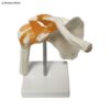 Shoulder Joint Anatomy Model 3D