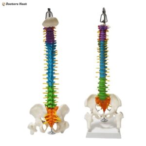 Small Spine Anatomy Model